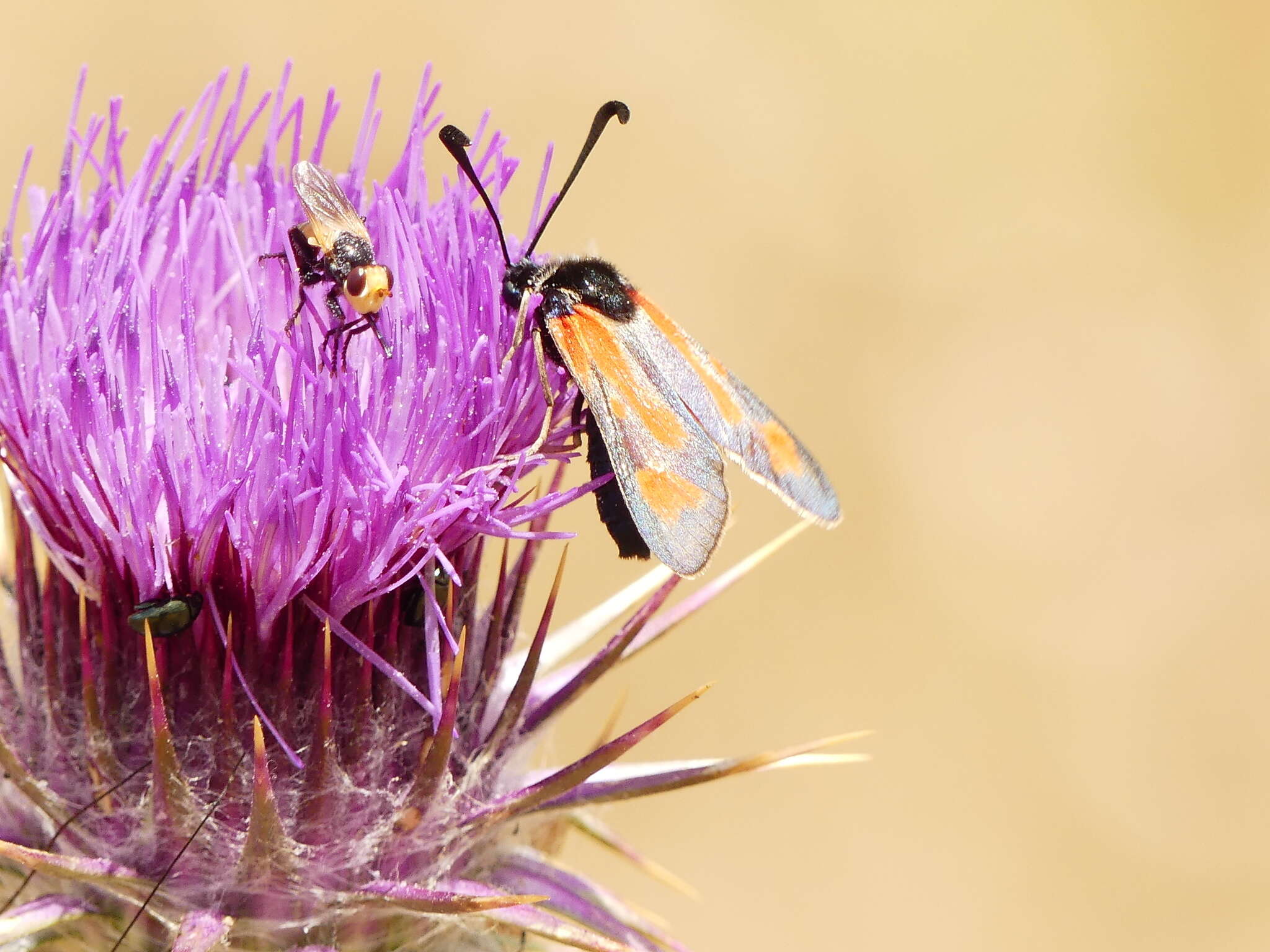 Image of Zygaena punctum Ochsenheimer 1808