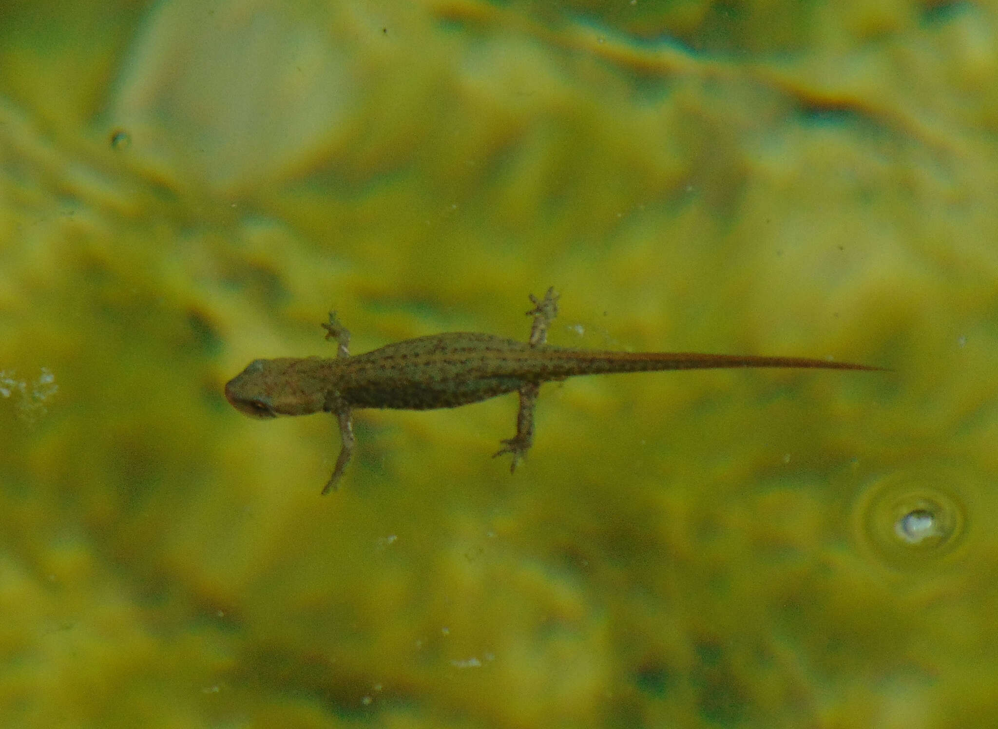 Image of Italian Newt