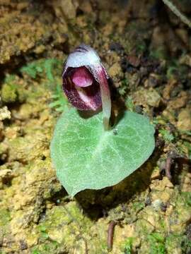 Image of Corybas abellianus Dockrill