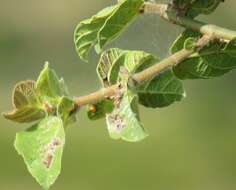 Image of Common cluster fig