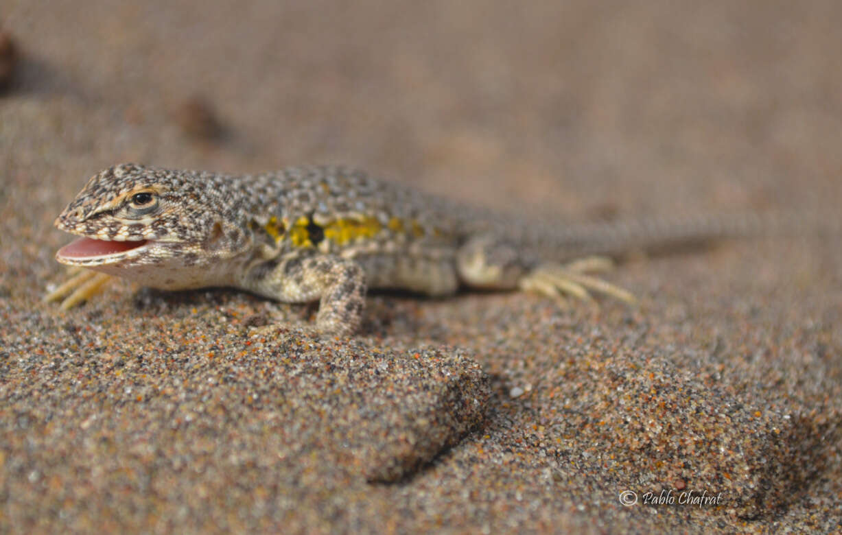 Liolaemus multimaculatus (Duméril & Bibron 1837) resmi