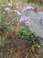 Image of aspen fleabane