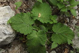 Image de Scrophularia chrysantha Jaub. & Sp.