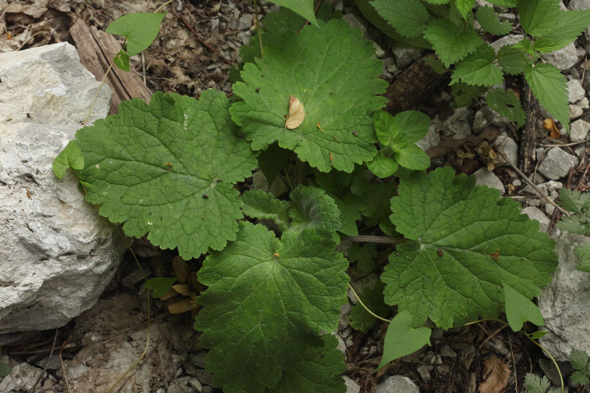 Image of Scrophularia chrysantha Jaub. & Sp.