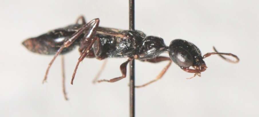 Image of Cockroach wasp