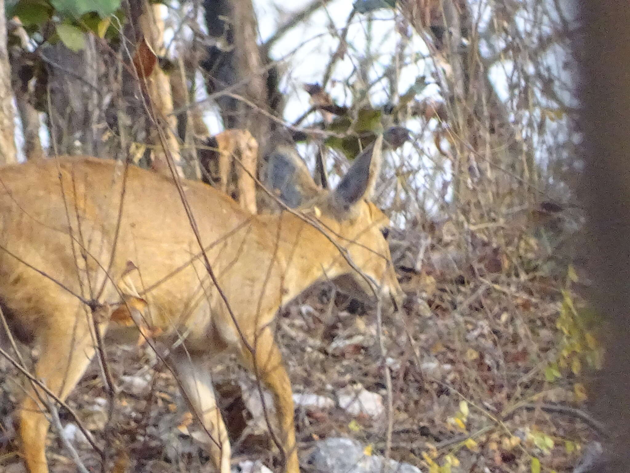 Image of Four-horned Antelope