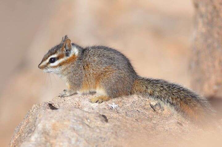 Image of Cliff Chipmunk