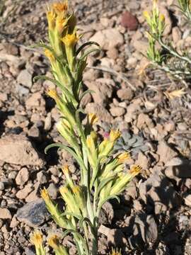 Image of Parry's rabbitbrush