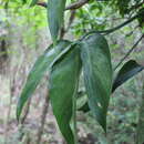 Image of Philodendron anisotomum Schott