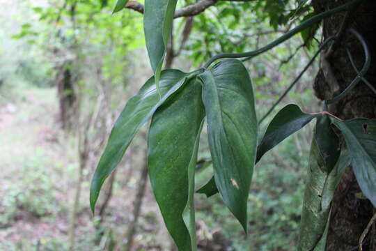 Philodendron anisotomum Schott的圖片