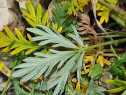 Image of Potentilla daghestanica J. Soják