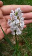 Image de Dactylorhiza maculata subsp. ericetorum (E. F. Linton) P. F. Hunt & Summerh.