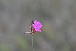 صورة Dianthus borbasii Vandas