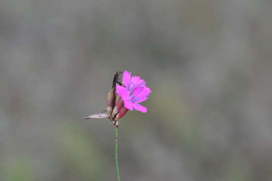 صورة Dianthus borbasii Vandas