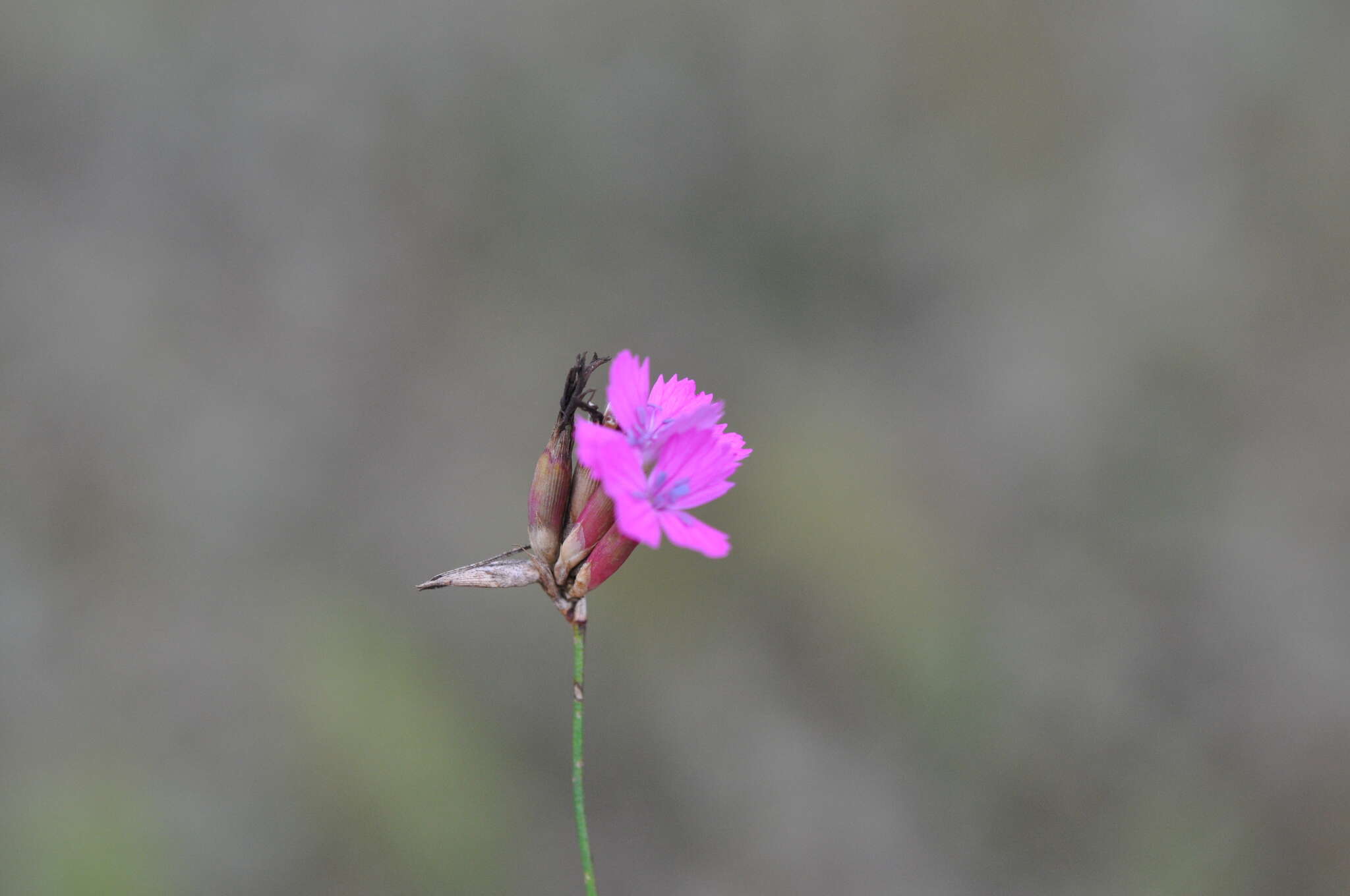 صورة Dianthus borbasii Vandas