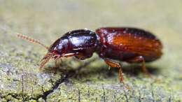 صورة Clivina (Clivina) collaris (Herbst 1784)