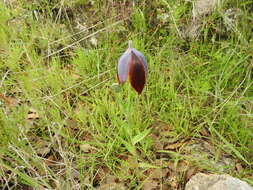 Calochortus purpureus (Kunth) Baker resmi