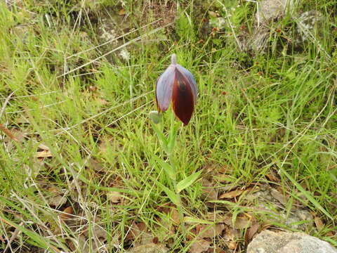 Image of Calochortus purpureus (Kunth) Baker