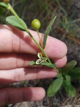 Image of pitted stripeseed