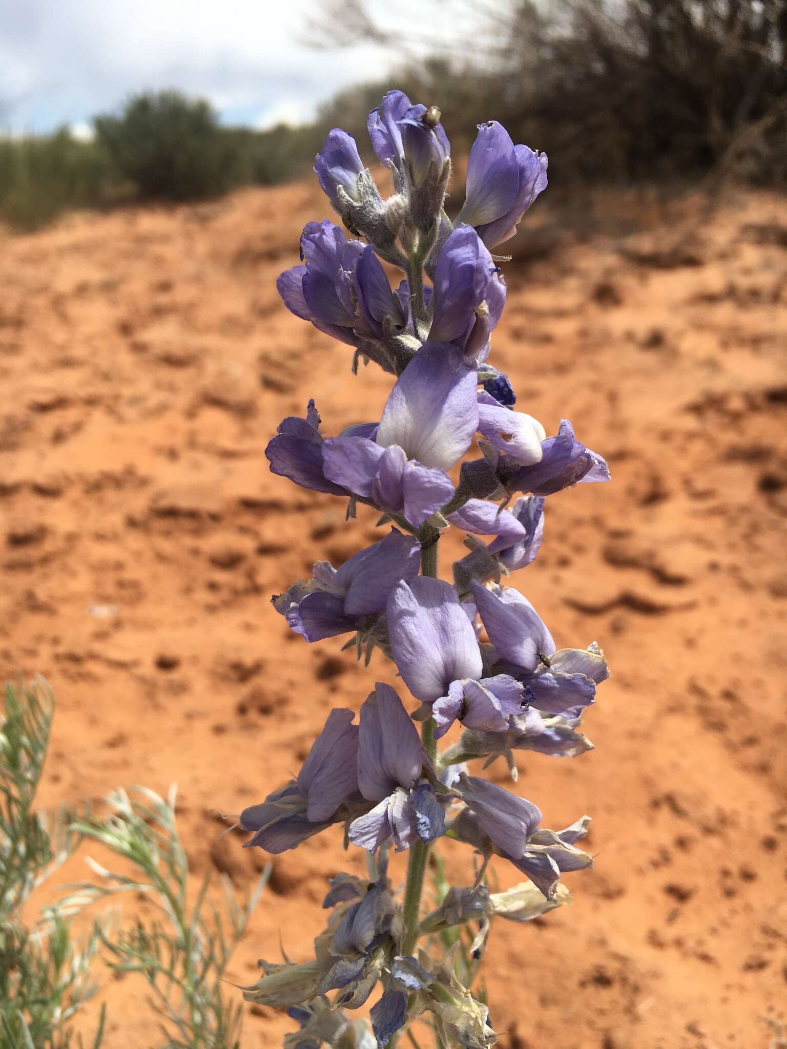 Слика од Sophora stenophylla A. Gray