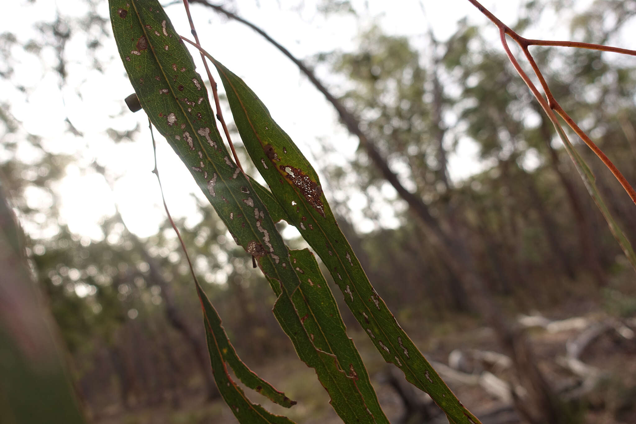 Image of Eucalyptus goniocalyx subsp. goniocalyx