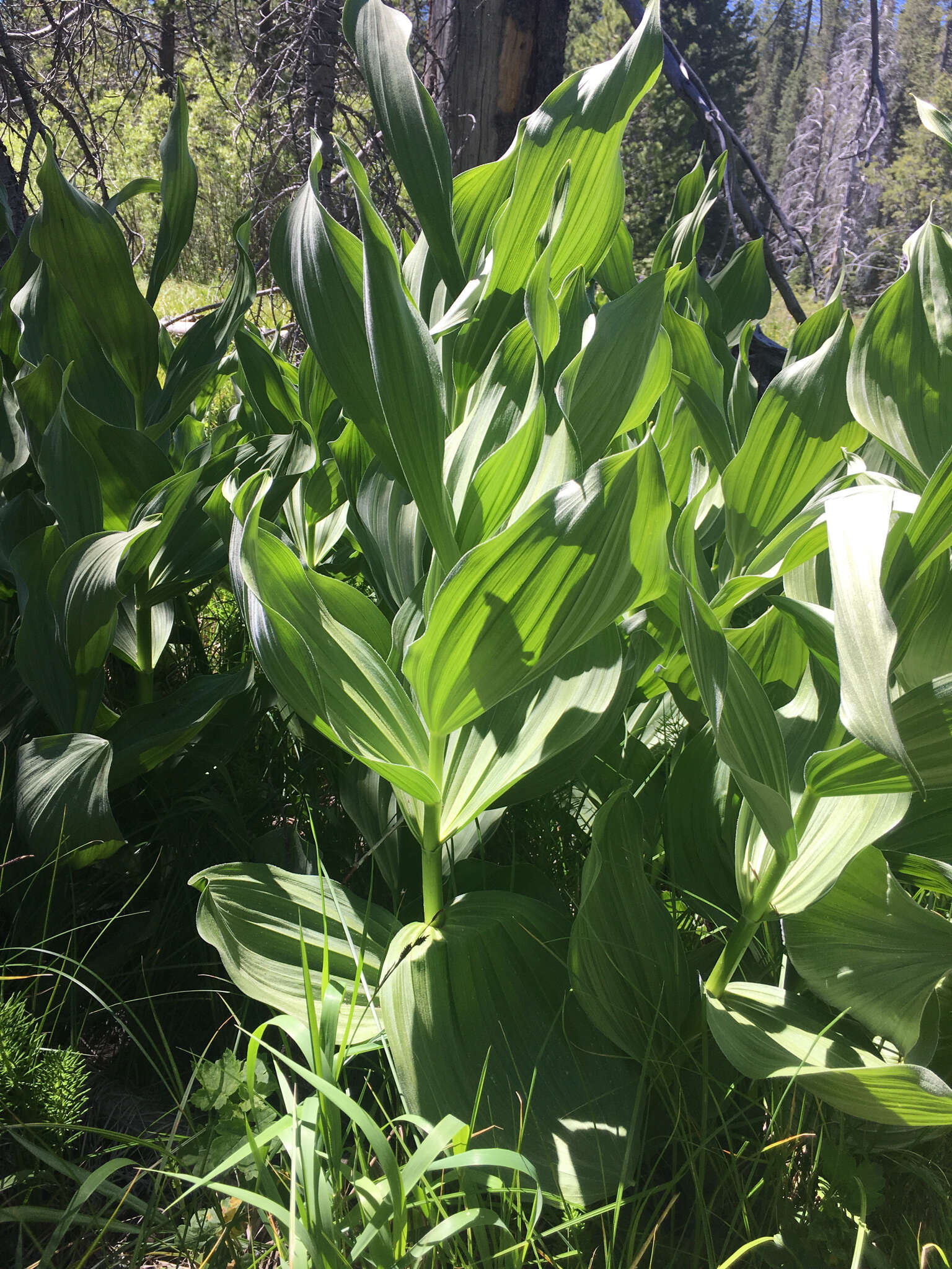 Image of California false hellebore