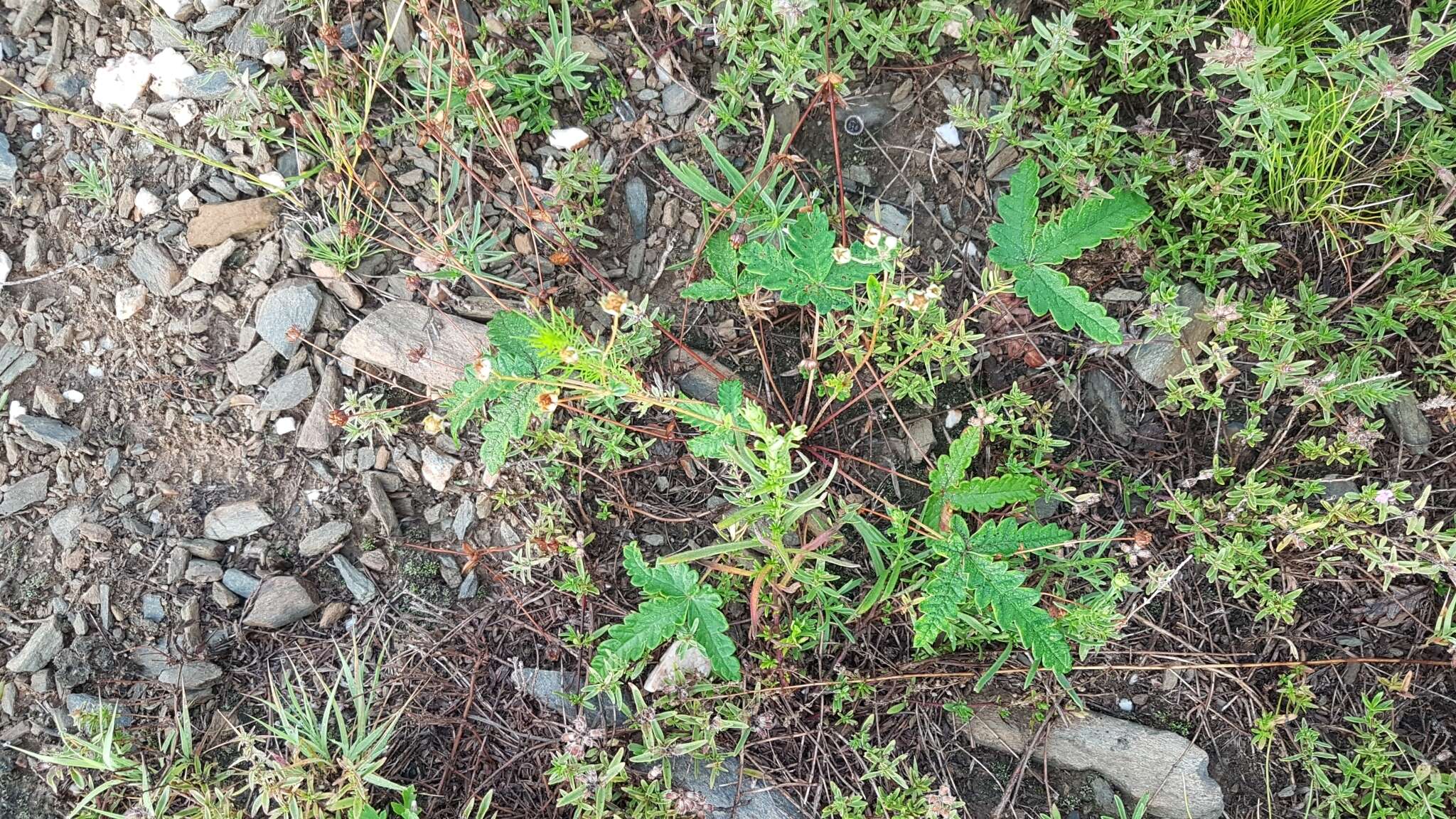 Image of Potentilla leucophylla F. Sauter