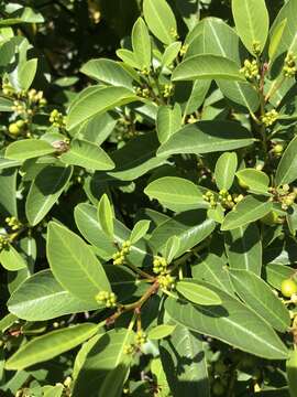 Image of California buckthorn