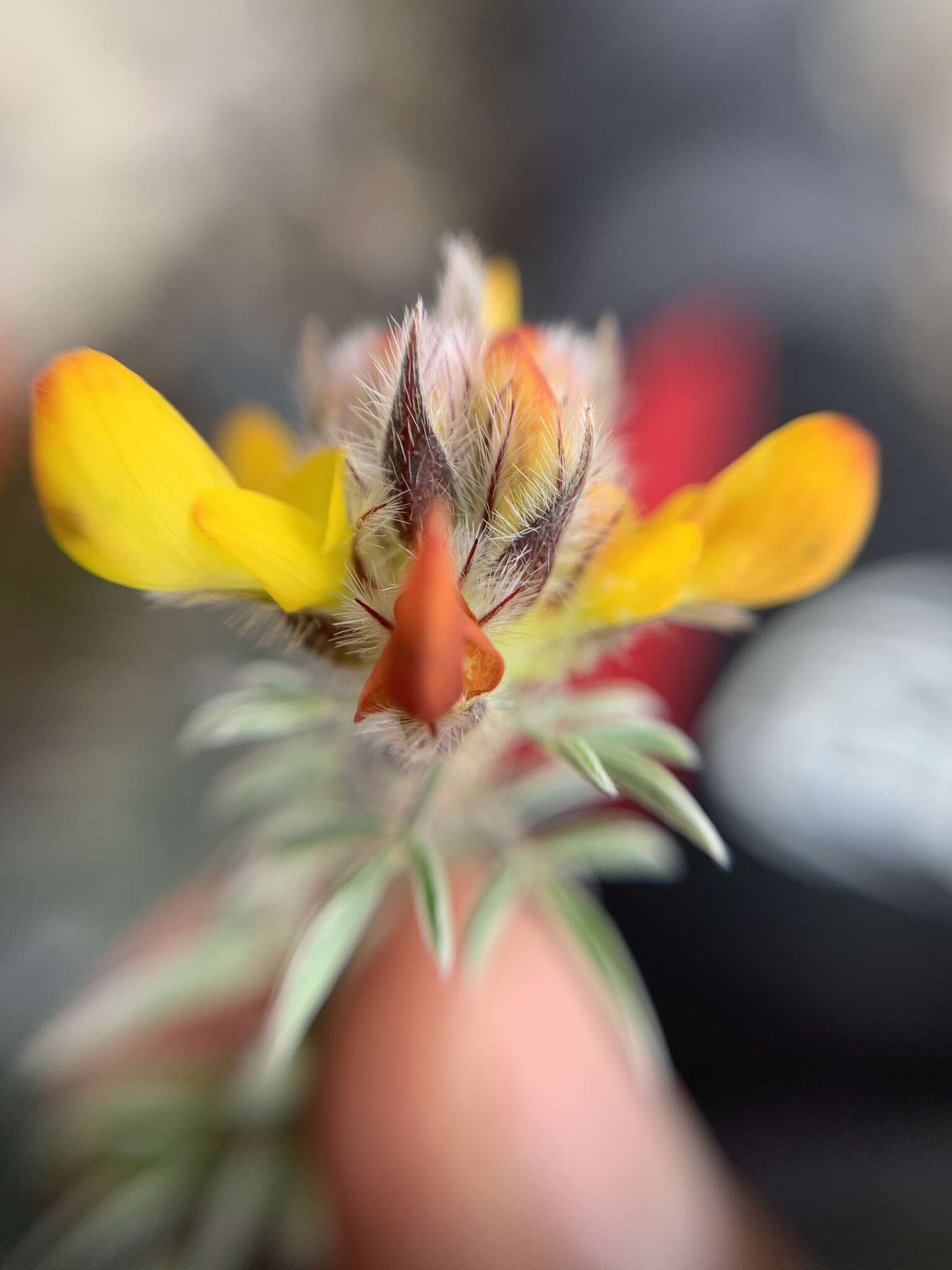 Слика од Dalea prostrata Ortega