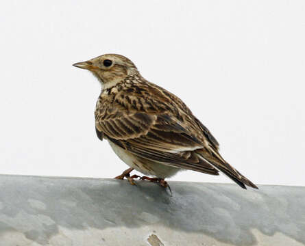 Image of Skylark