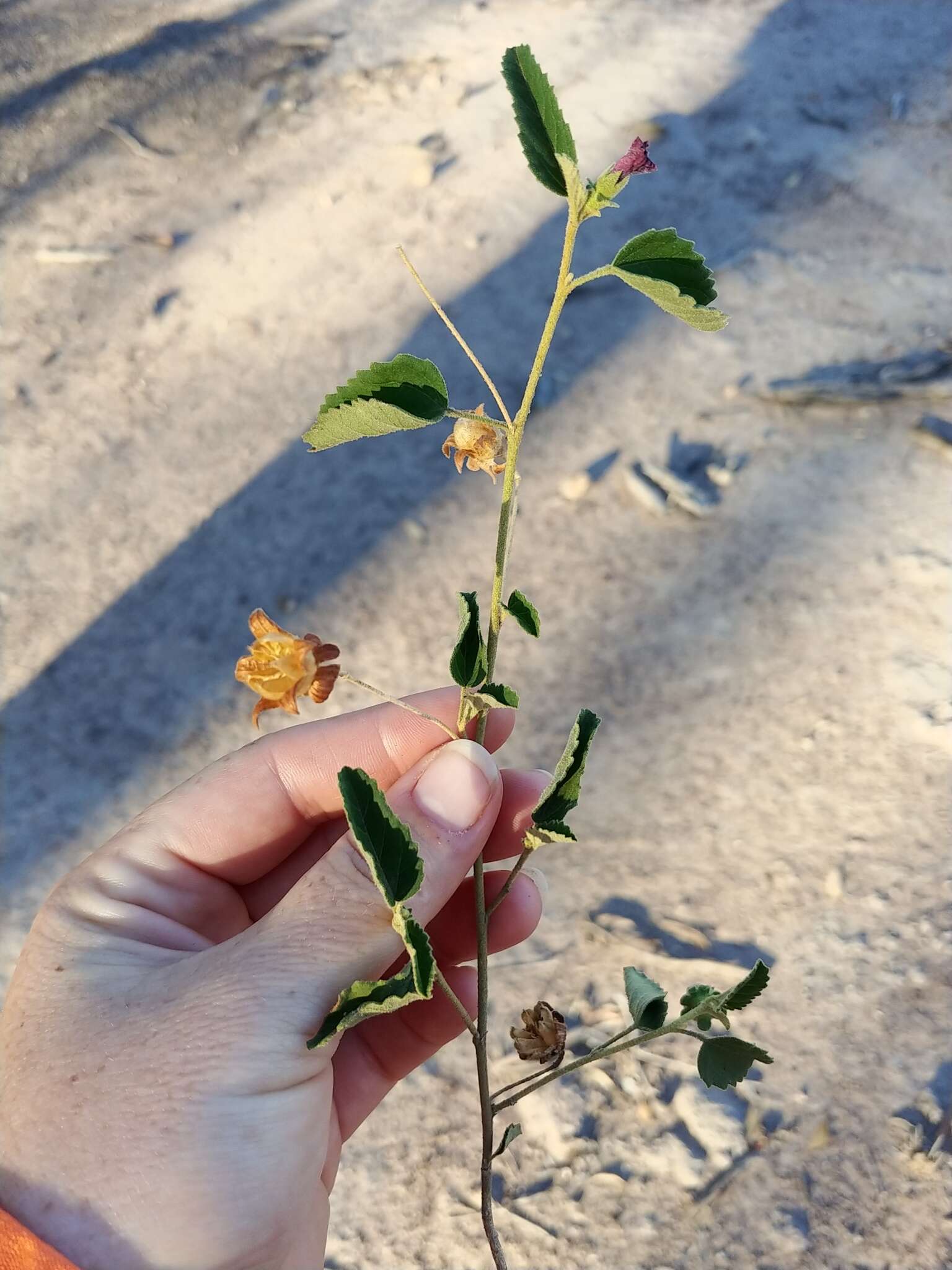 Hibiscus sturtii Hook.的圖片