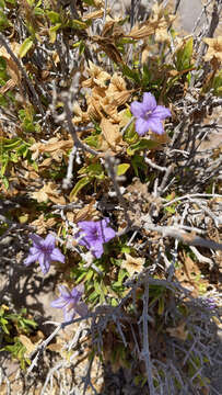 صورة Ruellia californica (Rose) I. M. Johnston