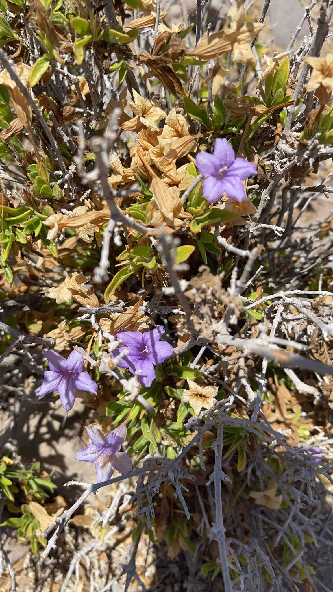 Sivun Ruellia californica subsp. californica kuva