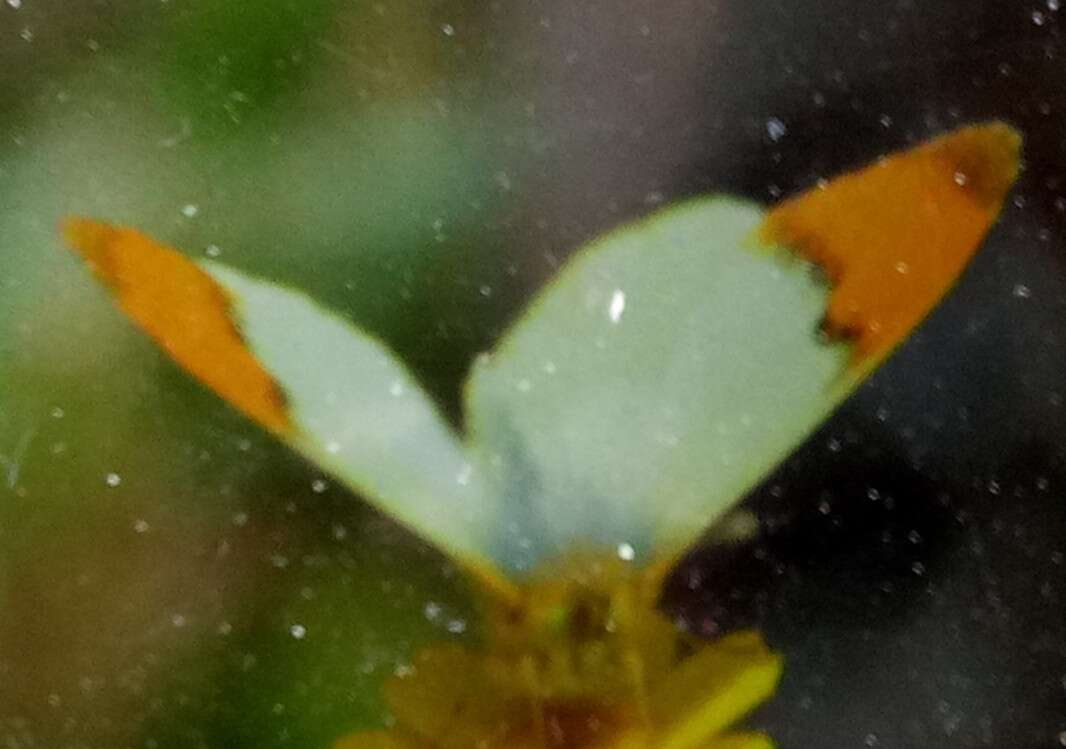 Image of Moroccan Orange Tip