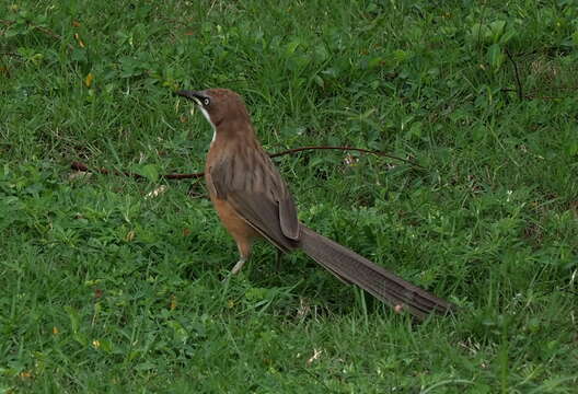 Image of White-throated Babbler