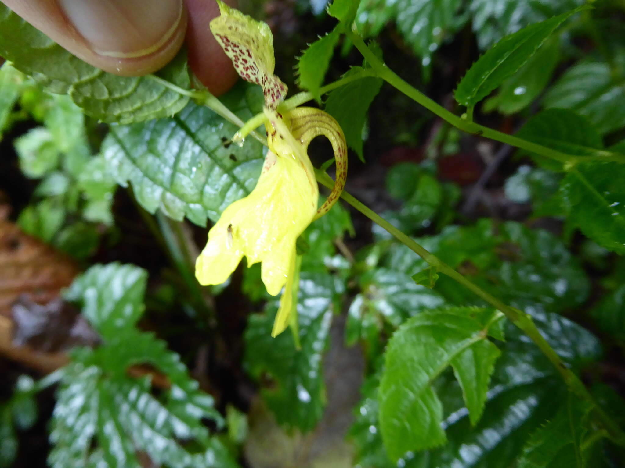 Impatiens falcifer Hook. fil. resmi