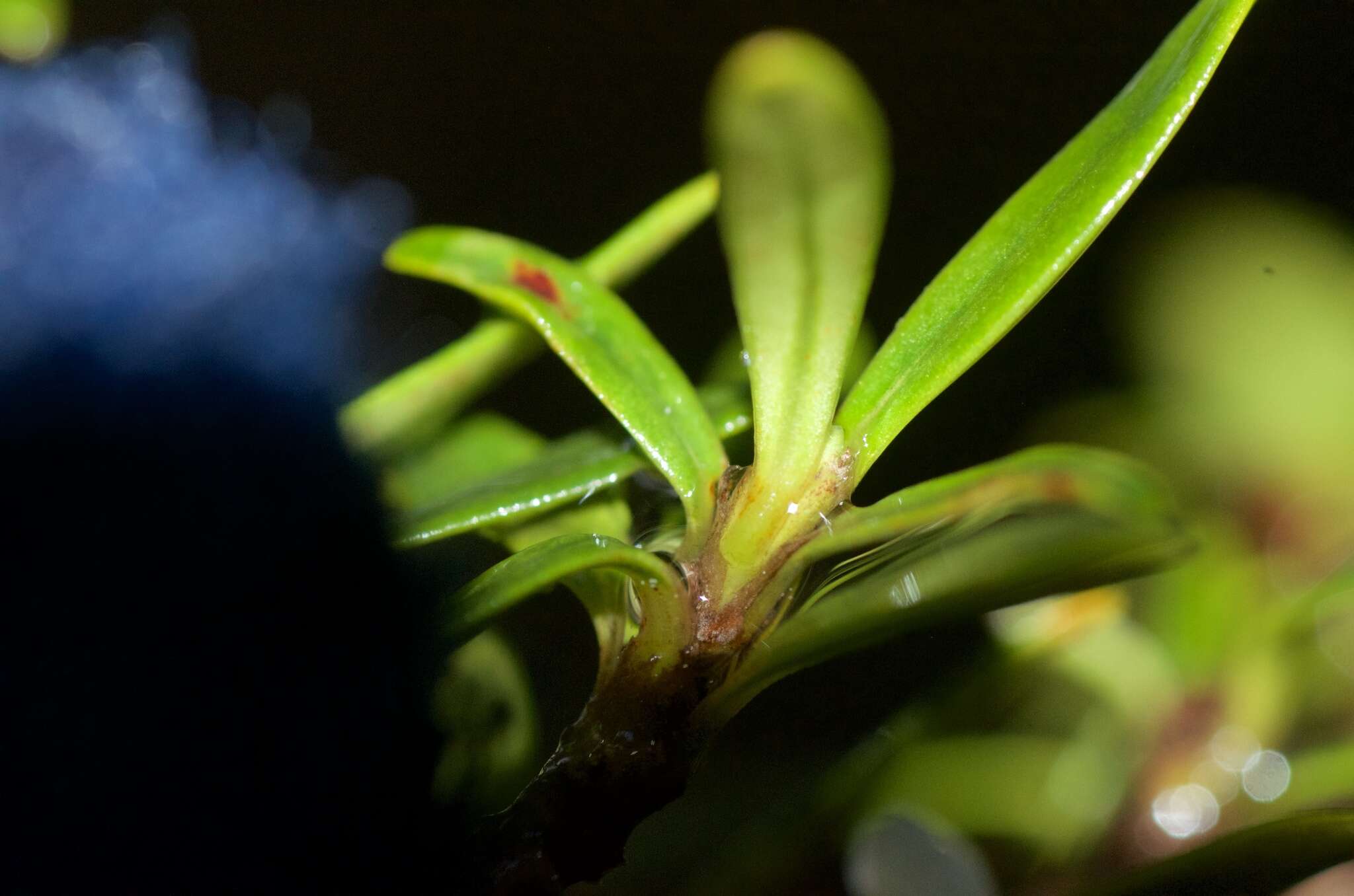 Image of Coprosma pseudocuneata W. R. B. Oliv. ex Garn.-Jones & Elder