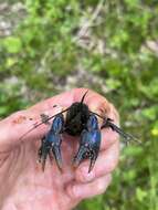 Image of Blue Crayfish