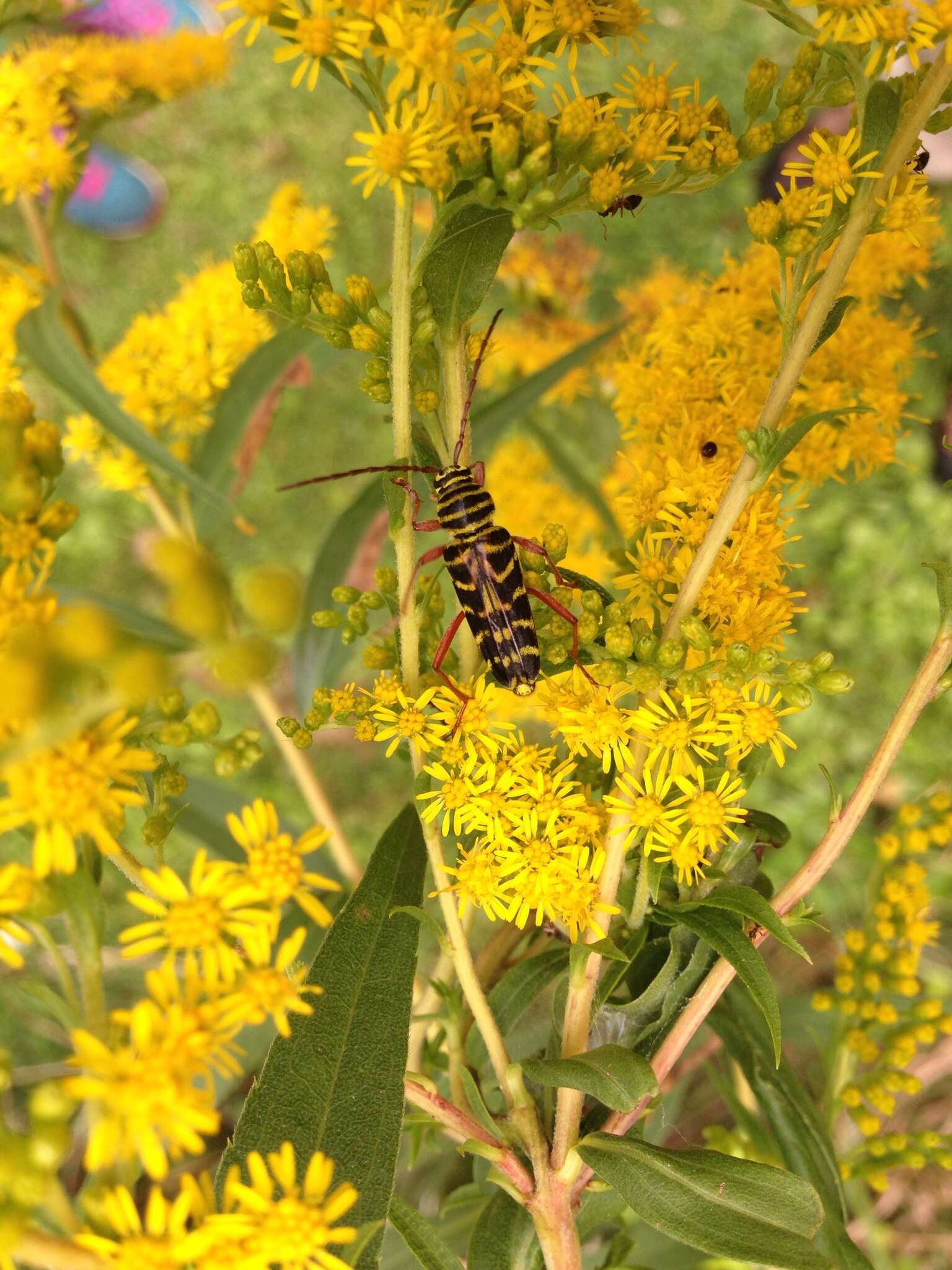 Image of Locust Borer