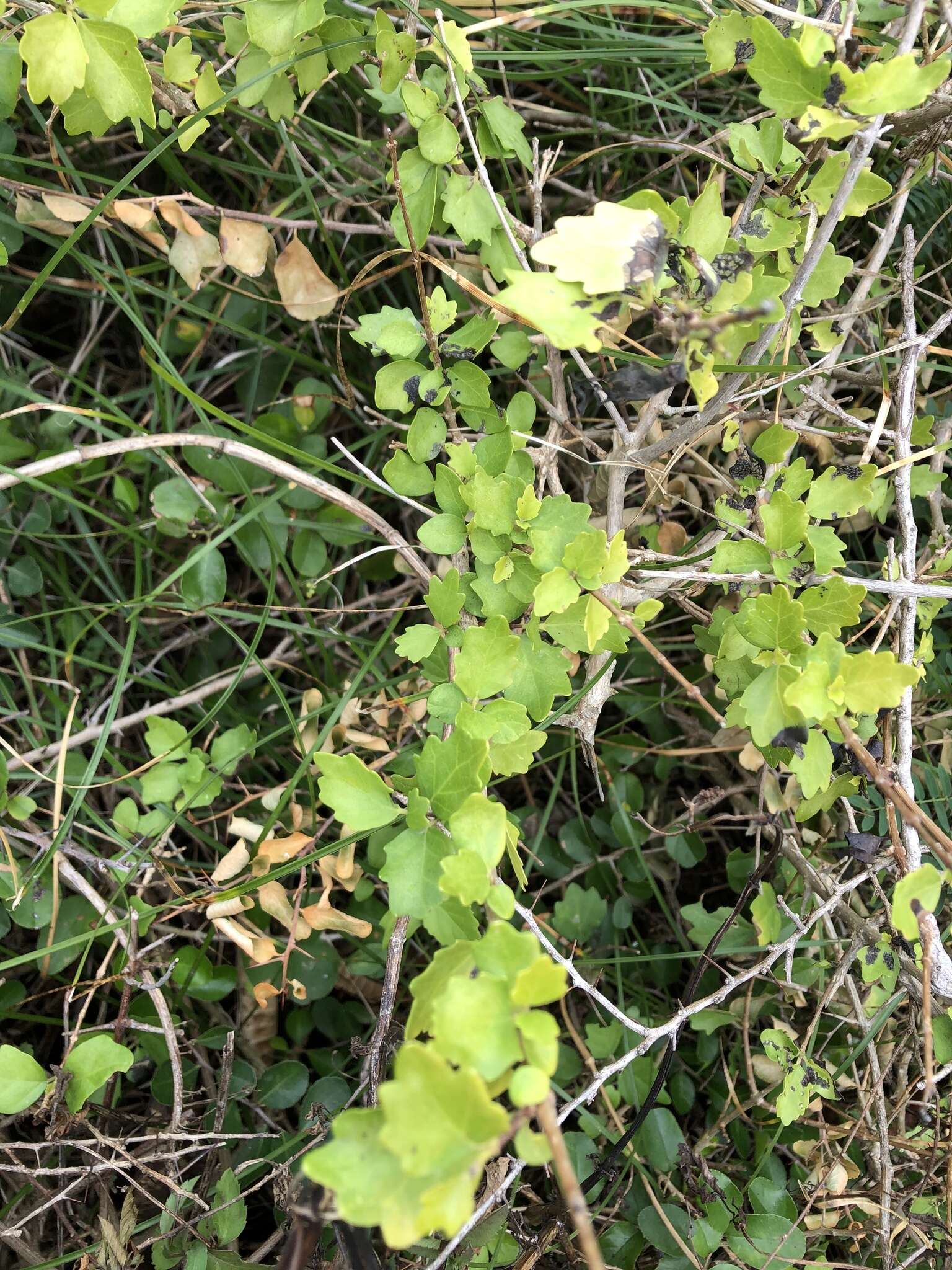 Imagem de <i>Premna hengchunensis</i>