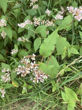 Koenigia campanulata (Hook. fil.) T. M. Schust. & Reveal resmi