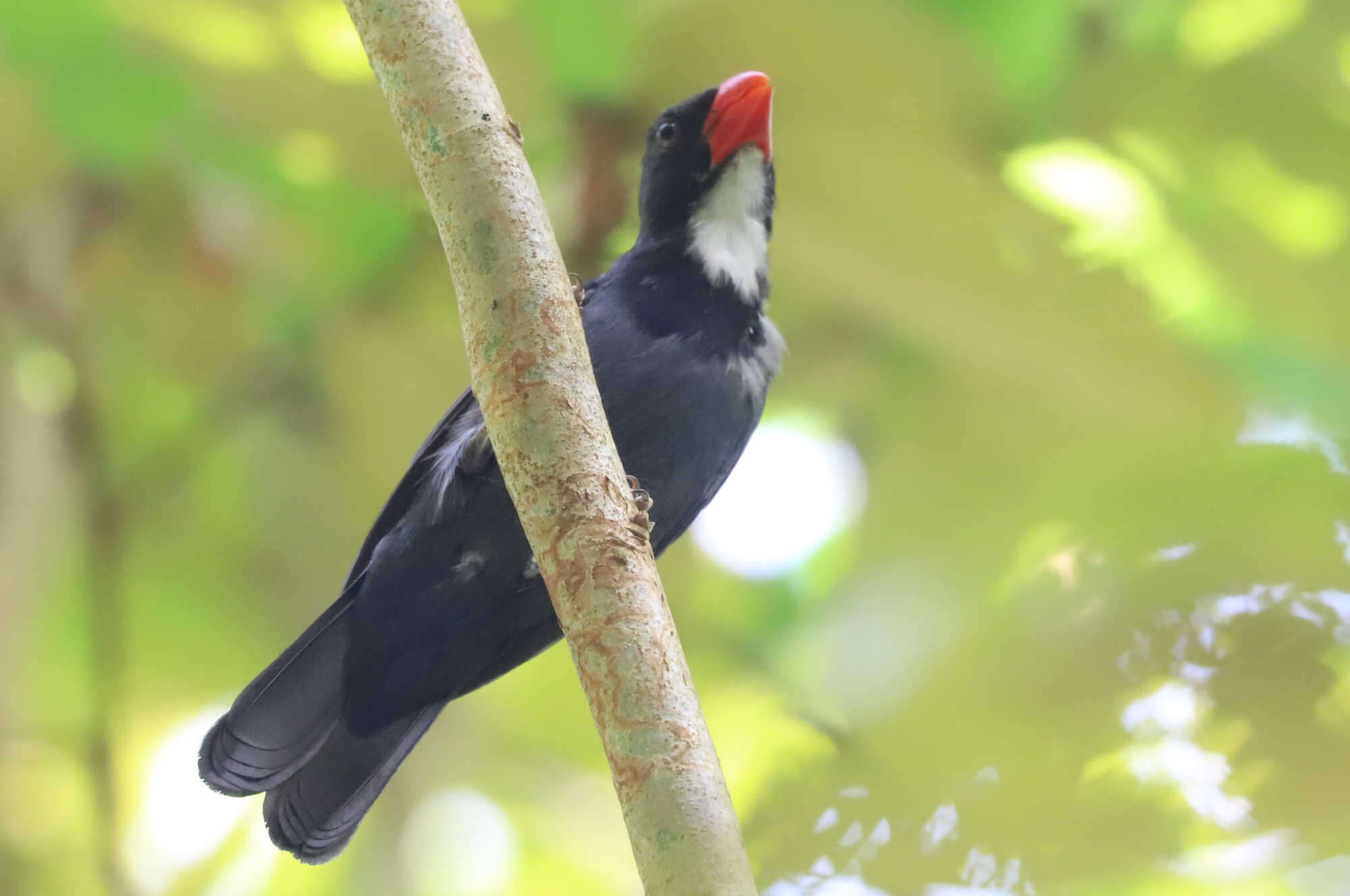 Image of Slate-colored Grosbeak