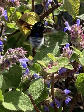 Imagem de Bombus volucelloides Gribodo 1892