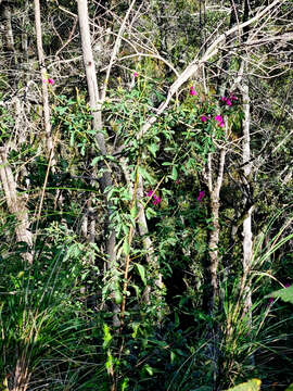 Plancia ëd Hypocalyptus coluteoides (Lam.) R. Dahlgren