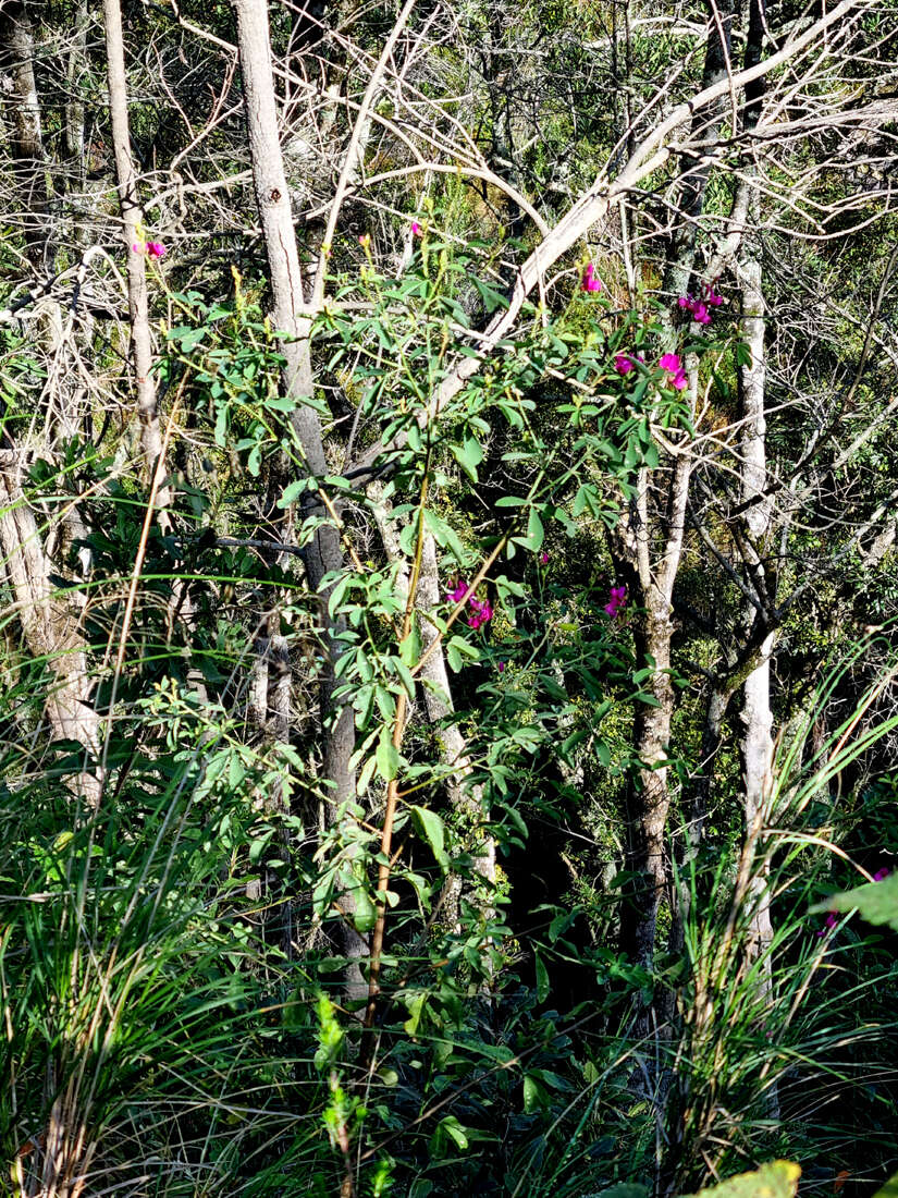 Imagem de Hypocalyptus coluteoides (Lam.) R. Dahlgren