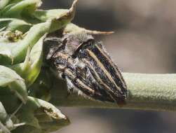 Sivun Acmaeodera pubiventris lanata Horn 1880 kuva