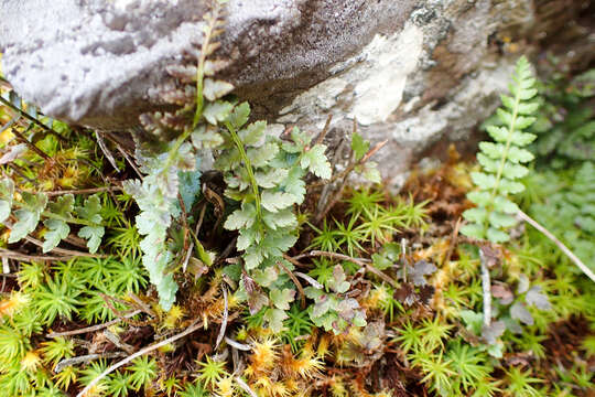 Plancia ëd Polystichum lachenense (Hook.) Bedd.