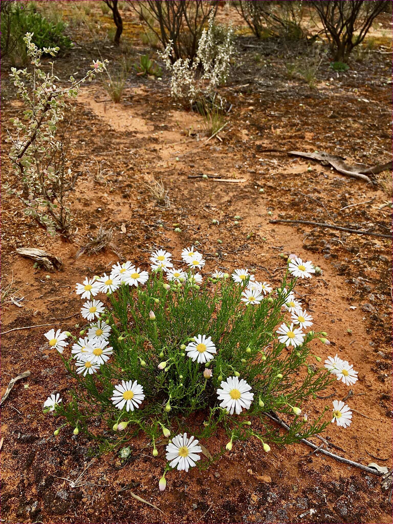 Image of Minuria leptophylla DC.