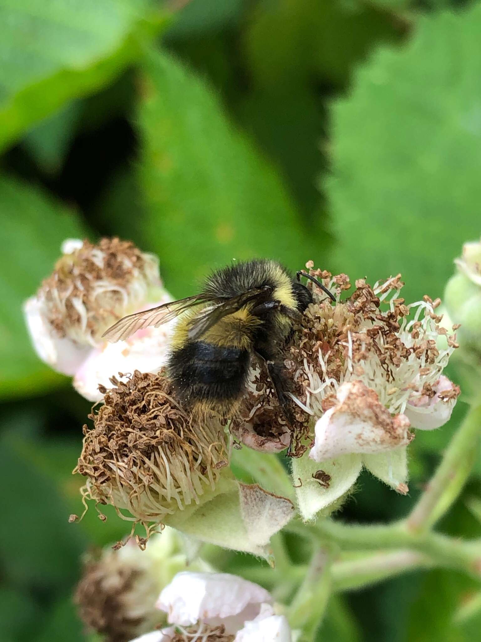 Sivun Bombus sitkensis Nylander 1848 kuva