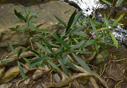 Imagem de Tristaniopsis exiliflora (F. Müll.) P. G. Wilson & J. T. Waterhouse